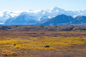 Fototapeta premium moose at denali national park with mountain background