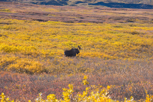 Moose At Denali National Park 