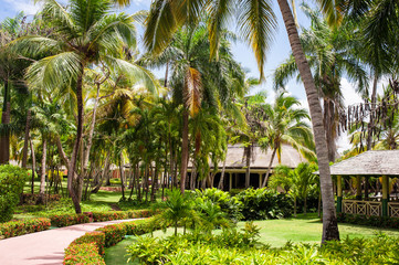 Fototapeta na wymiar Green exotic garden. dominican republic. Pathway in tropical