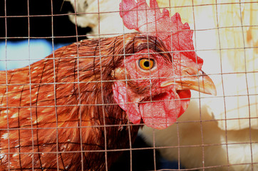 chicken head in  cage  looking