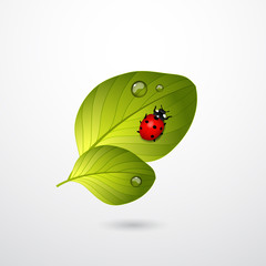 Two green leaves with red lady bug.