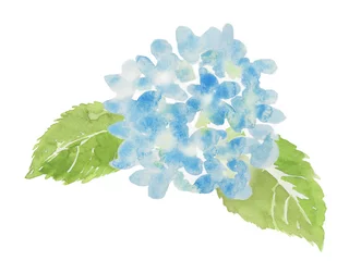 Papier Peint photo Hortensia 青色の紫陽花　水彩イラスト
