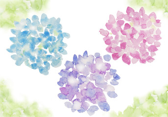 3色のあじさい　水彩イラスト　