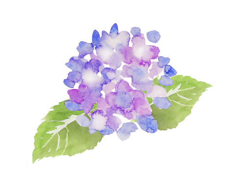 紫色の紫陽花　水彩イラスト