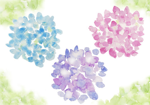 3色のあじさい 水彩イラスト Stock イラスト Adobe Stock 3色のあじさい 水彩イラスト Stock イラスト Adobe Stock