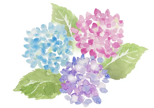 あじさい 水彩イラスト Stock イラスト Adobe Stock