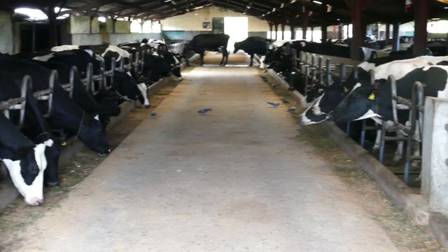 Black and white cows in a farm cowshed