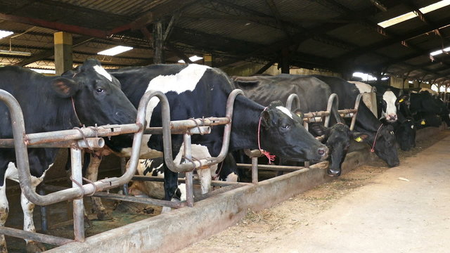 Black and white cows in a farm cowshed