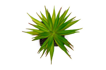 Green cactus from above on isolated background