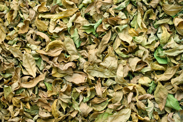Stack of dry leaves in winter. natural background.