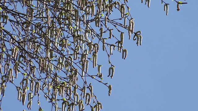 Birkenbaum mit Pollen