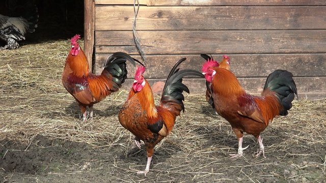 Hühner vor dem Stall