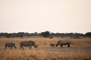 Fototapeta na wymiar Deserto del Kalahari, Botswana, Africa
