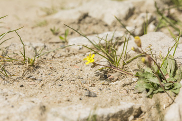 Plant (Diplotaxis muralis) from the family Brassicaceae