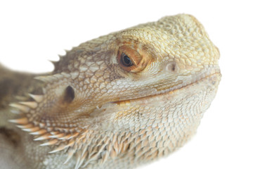portrait of a bearded agama.