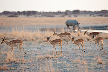 Deserto del Kalahari, Botswana, Africa