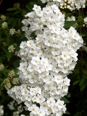 White flowering shrub Spirea arguta (Brides wreath)