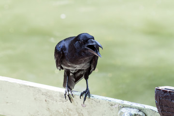 Obraz premium portrait of a crow