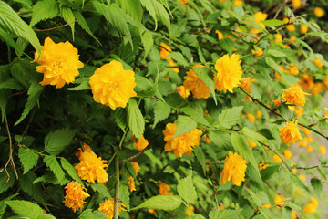 Yamabuki that bloom in the garden