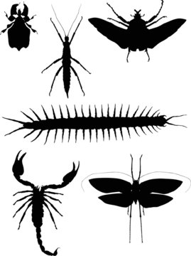 six black insect collection isolated on white