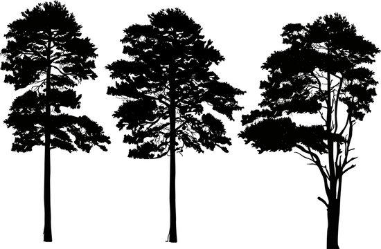 three high pine silhouettes isolated on white
