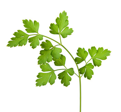 parsley isolated on a white background.