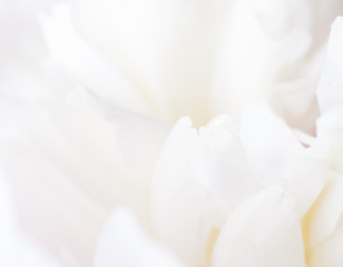 fragment of pale peony.  very shallow depth of field