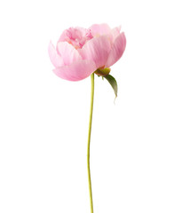 Fototapeta premium Light pink peony isolated on white background.