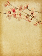Old paper with peach blossom.  