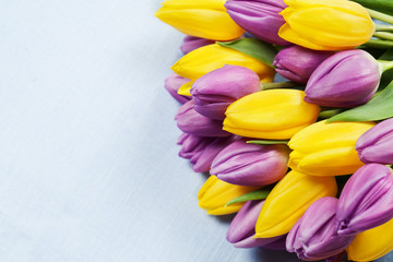 Bouquet of beautiful purple and yellow tulips on blue background