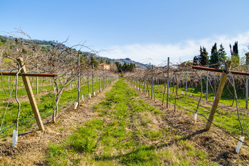 Obraz premium fields of kiwifruit vines