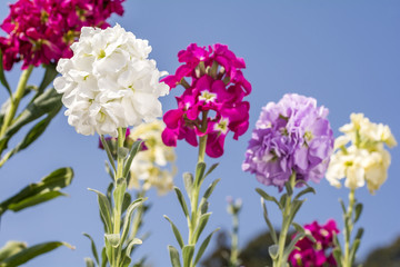 Fototapeta premium 青空をバックにカラフルなアラセイトウの花花