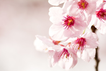 河津桜の花のアップ