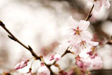 高遠小彼岸桜の花