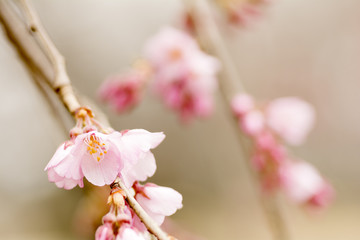 枝垂れ桜の花のアップ