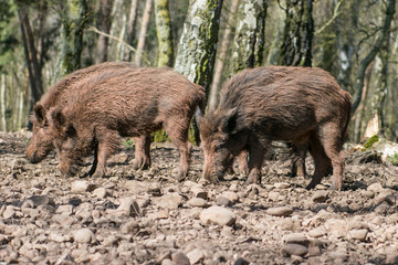 zwei Wildschweine im Wald