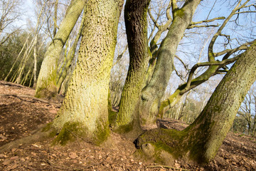 Baumgruppe im Wald - von der Sonne beleuchtet