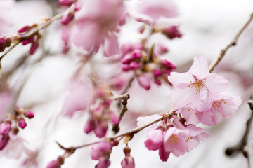 枝垂れ桜の花のアップ