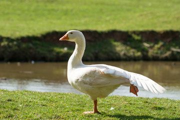 Fototapeta premium Gans beim Stretching