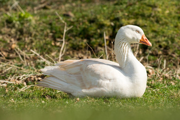 schlafende Gans auf der Wiese