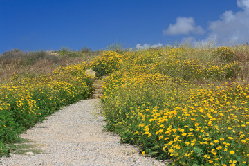 Fototapeta na wymiar Beautiful road through the field with daisies