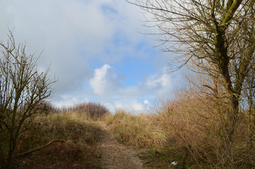 dune grasses on coastal dune at Belgian seaside