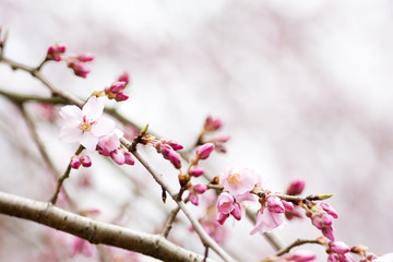 枝垂れ桜の花