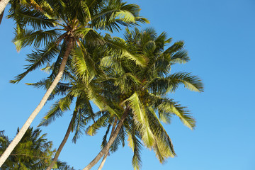 Obraz premium palms over blue sky