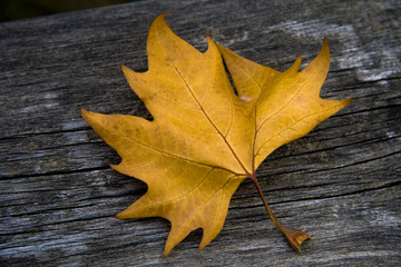 Obraz premium autumn leaf on wood