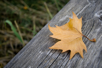 autumn leaf on wood