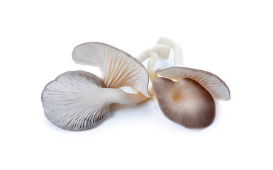 Indian Oyster, Phoenix Mushroom On White Background