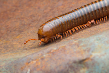 close up of the millipede walkking