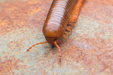 close up of the millipede walkking
