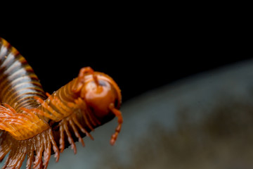 close up of the millipede walkking